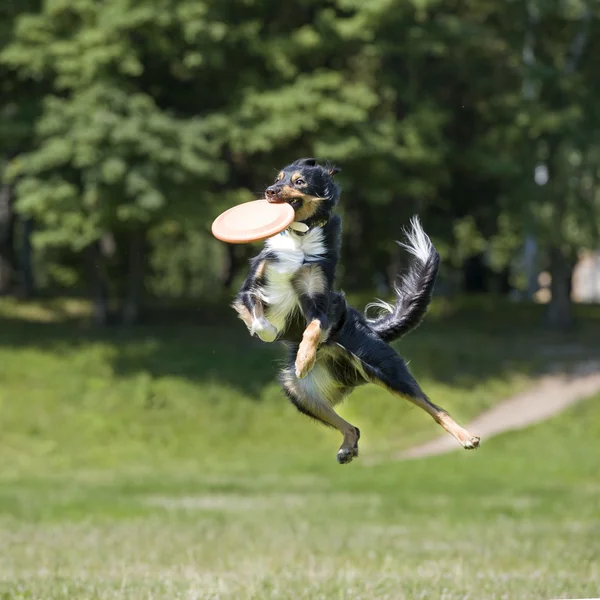 Frisbee σκύλου — Φωτογραφία Αρχείου