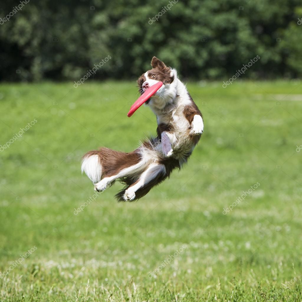 Fotos de Frisbee perro - Imagen de © vikarus #79236532