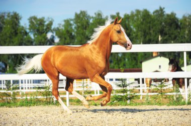 Altın kırmızı at dörtnala çalışır