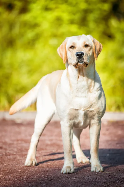 Portrait of the golden labrador — Stock Photo, Image