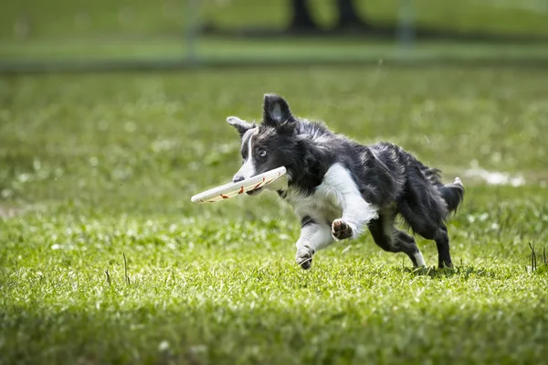 Salti cane frisbee con disco — Foto Stock