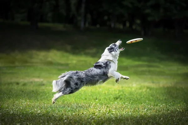 Frisbee cão captura disco flerte — Fotografia de Stock