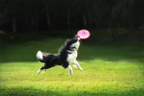 Frisbee cão captura disco flerte — Fotografia de Stock