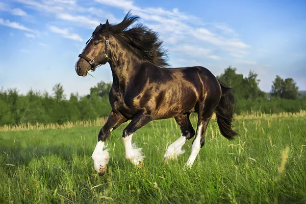 Retrato de Vladimir pesado cavalo de esboço em galope sobre a liberdade — Fotografia de Stock