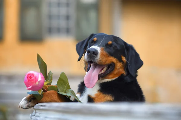 Sennenhund Appenzeller tricolor dog with rose in the mouth — Stock Photo, Image