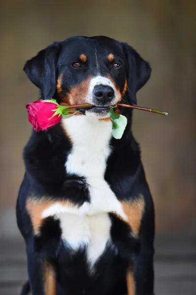 Sennenhund Appenzeller cão tricolor com rosa na boca — Fotografia de Stock