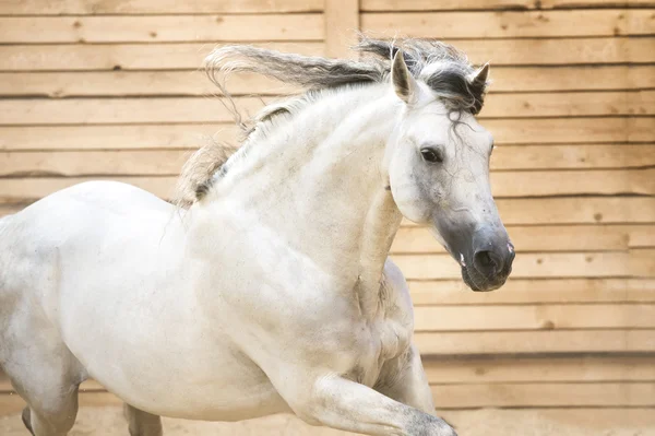 White PRE horse runs gallop in the manege — Stock Photo, Image