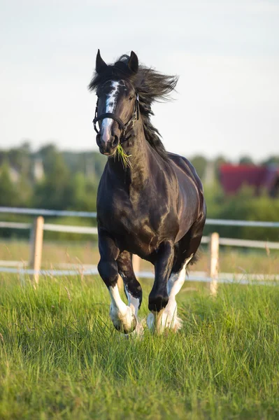 Black Vladimir draft horse runs gallop in front — Stock Photo, Image