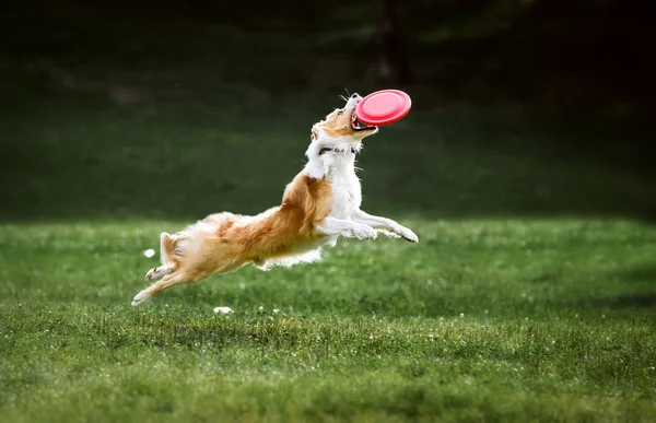 Red border collie cão salta para um disco de frisbee voador — Fotografia de Stock