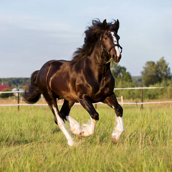 Preto Vladimir Draft cavalo corre galope — Fotografia de Stock