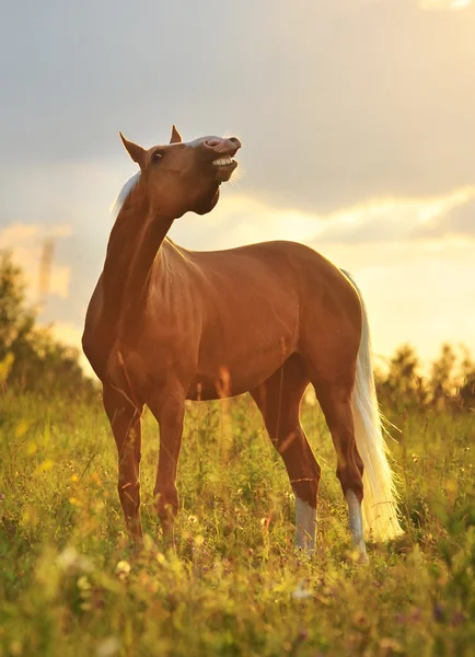 Cavallo sorridente, ritratto al tramonto — Foto Stock