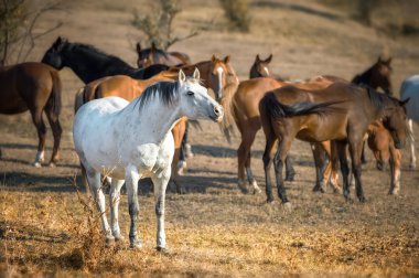 Beyaz atın ve özgürlük onun takımda