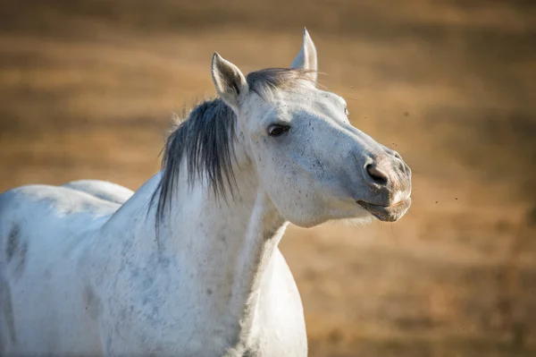 Portrait de cheval blanc sur fond naturel — Photo