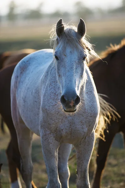 Cheval de trotter Orlov gris rose sur le fond naturel — Photo