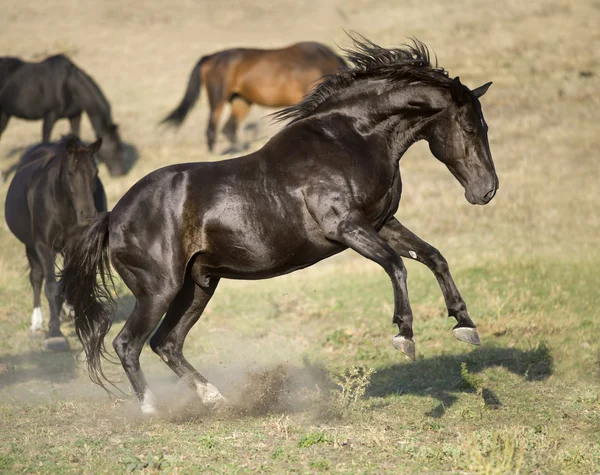 Black stallion rearing up, portrait in freedom — Stock Photo, Image