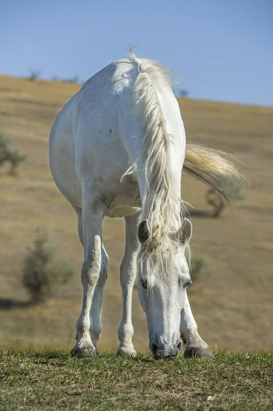 Portrait de cheval blanc sur fond naturel — Photo