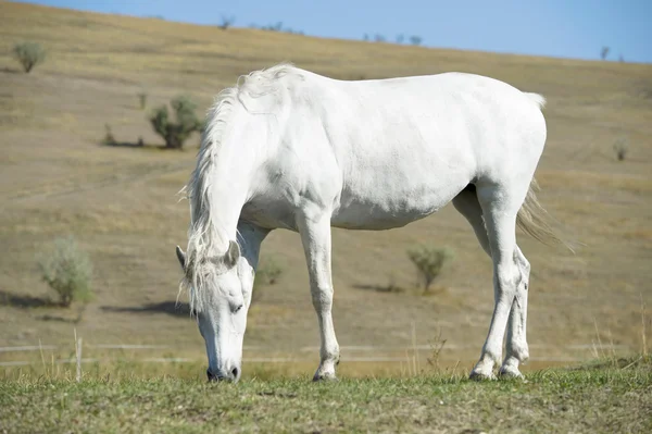 Retrato de caballo blanco sobre fondo natural — Foto de Stock