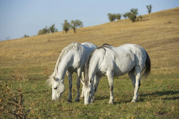 Deux chevaux blancs portrait sur fond naturel — Photo