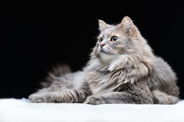 Siyah arka plan üzerine gri kedi portresi