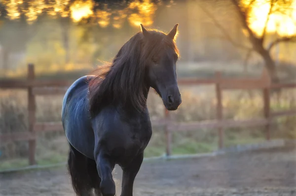 Porträtt av svart frisiska hästen — Stockfoto