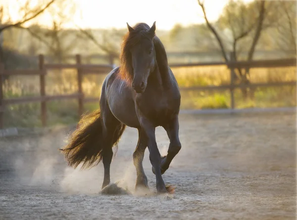 Fekete fríz ló fut vágta szabadsága — Stock Fotó