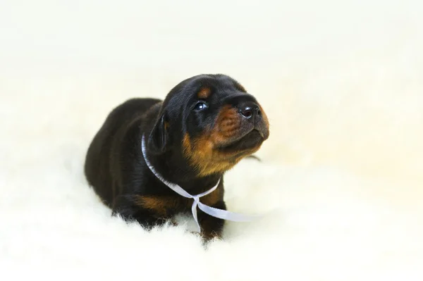 Retrato de cachorro doberman 10 días —  Fotos de Stock