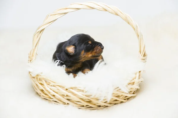 Retrato de 10 dias cachorrinho doberman — Fotografia de Stock