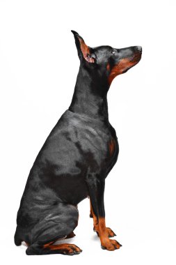 Beyaz arka planda siyah doberman portresi