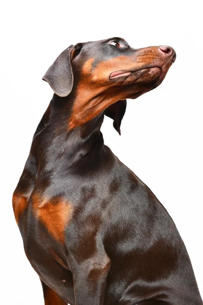 Porträtt av brun doberman på den vita bakgrunden — Stockfoto