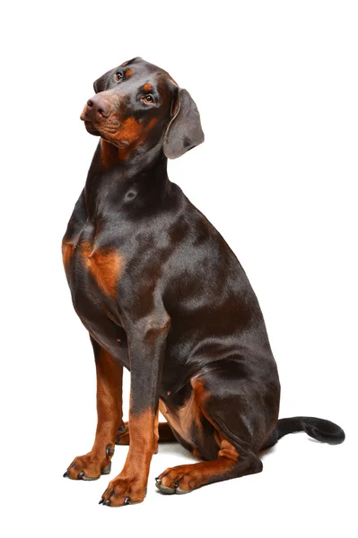 Porträtt av brun doberman på den vita bakgrunden — Stockfoto