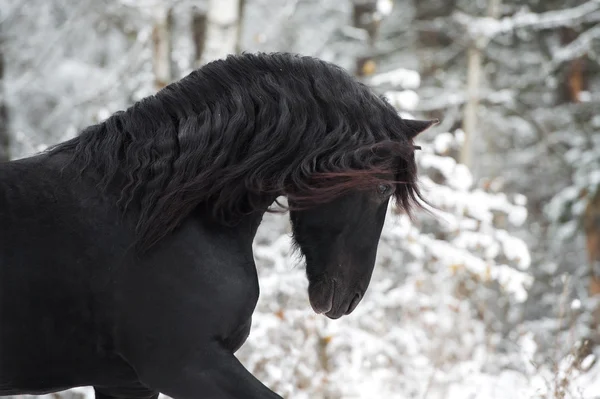 Retrato de cavalo frísio preto no fundo de inverno — Fotografia de Stock