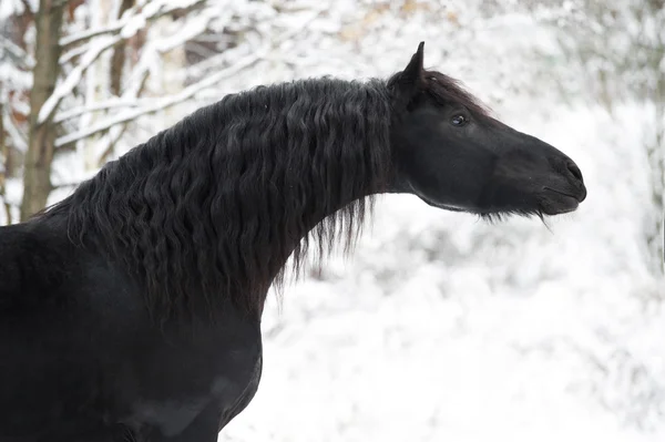 冬の背景に黒のフリージアン馬の肖像 — ストック写真