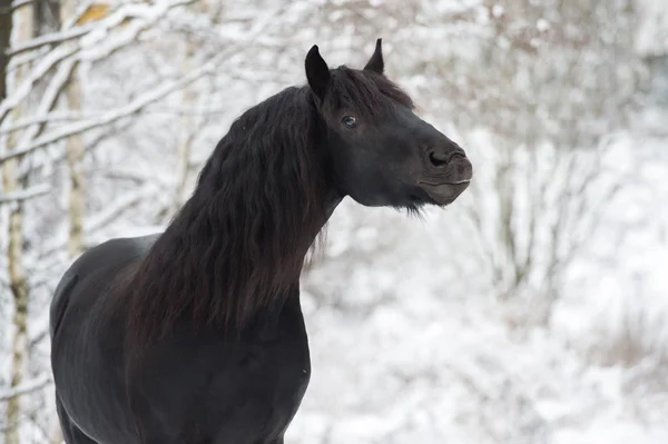 Portret czarny Koń fryzyjski na zimowe tło — Zdjęcie stockowe