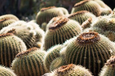 İspanya 'da çok sayıda yarı dairesel katüs