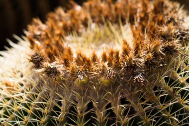 İspanya 'da güzel kaktüs iğneleri