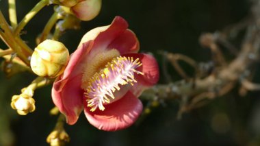 Ağaçtaki tropikal egzotik çiçek