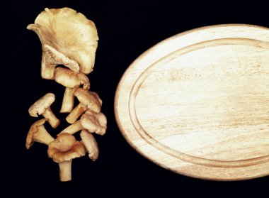 Cantharellus cibarius mantar