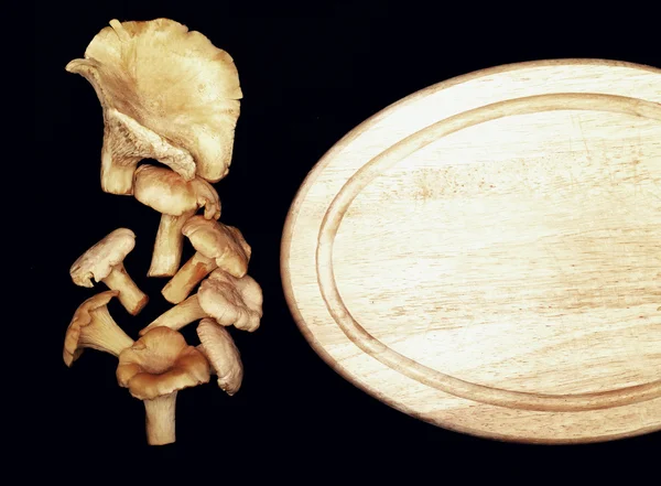 鸡油菌蘑菇 — 图库照片