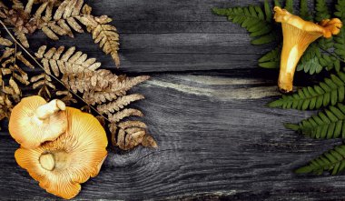 Cantharellus cibarius mantar