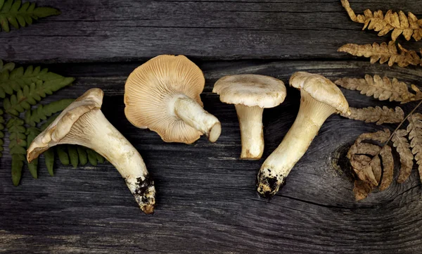 Hanenkam (zwam) paddestoelen — Stockfoto