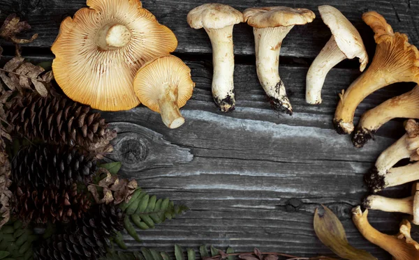 Hanenkam (zwam) paddestoelen — Stockfoto