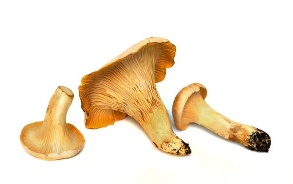 Грибы chanterelle изолированы — стоковое фото