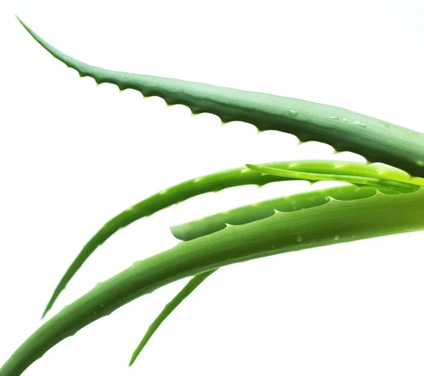 Aloe vera leaves — Stock Photo, Image