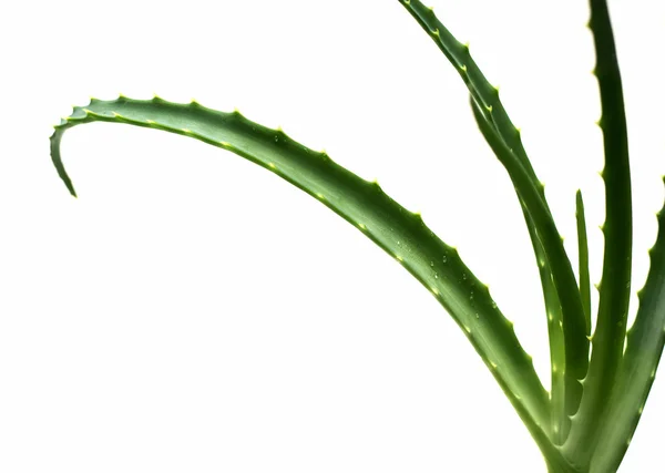 Liści aloe vera — Zdjęcie stockowe