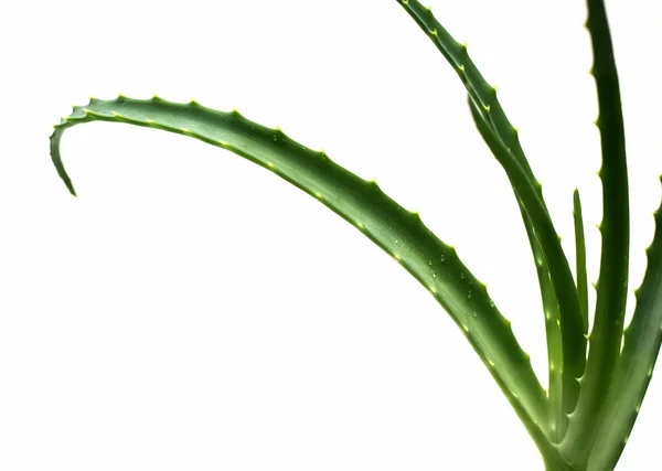 Aloe vera blad — Stockfoto