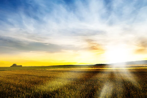 Field of wheat — Stock Photo, Image