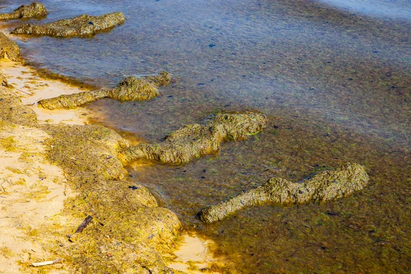 Algas en la playa — Foto de Stock