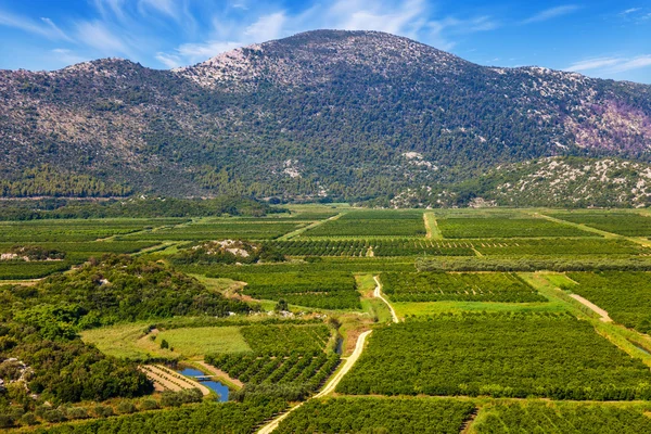 Vineyard in Croatia — Stock Photo, Image