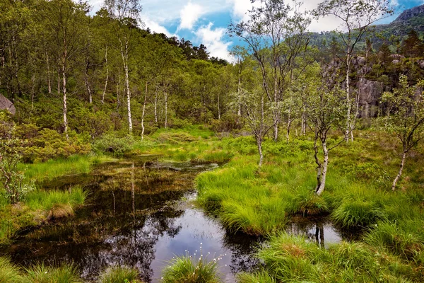 Vista do pântano florestal — Fotografia de Stock