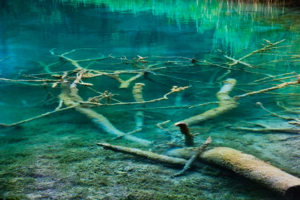 Дерево під водою — стокове фото